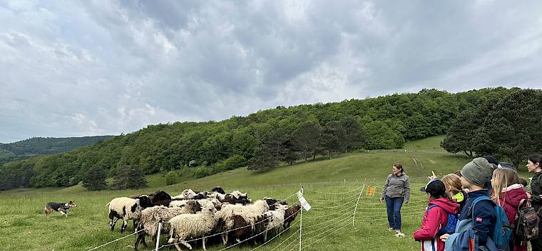 Schäferin Christa Veits und Hütehund Lu bei der Arbeit. © LPV/E. Weisz-Emesz Schafe, Hund und Menschen