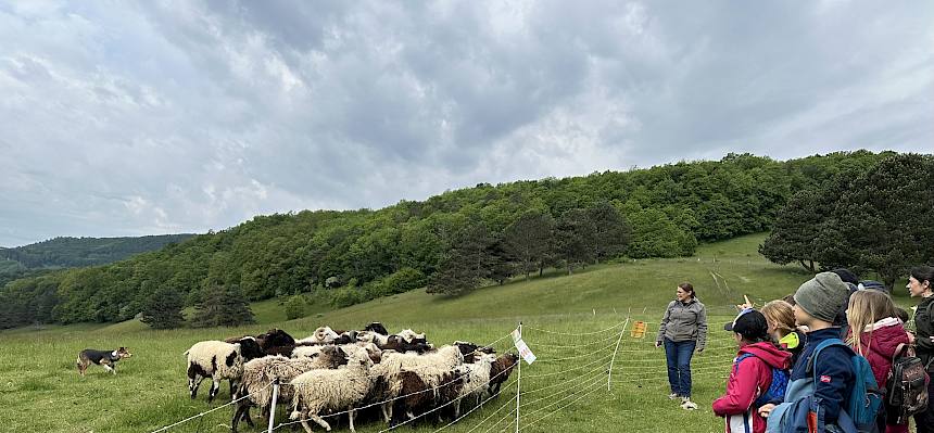 Schafe, Hund und Menschen