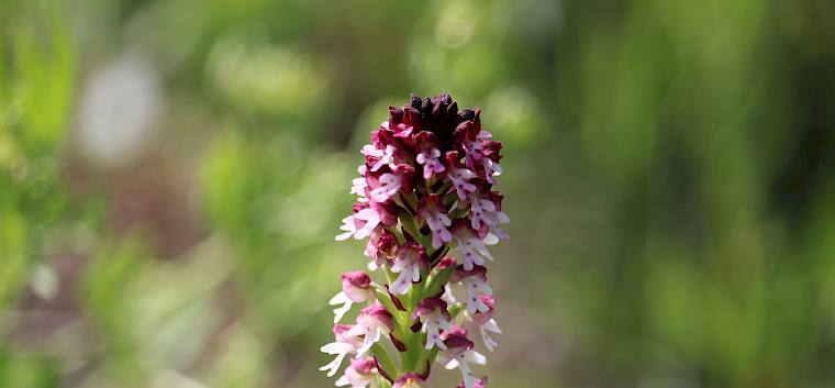 Das Brand-Knabenkraut (Neotinea ustulata) ist eine typische Orchideenart der Trockenrasen. © LPV/F. Hohn Brandknabenkraut