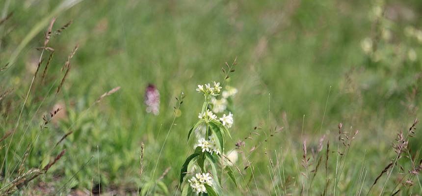 Echte Schwalbenwurz (Vincetoxicum hirundinaria)