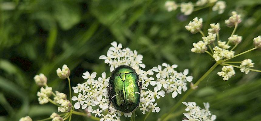 Rosenkäfer auf Blüte
