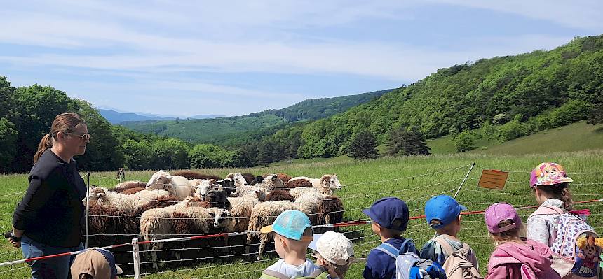 Kinder betrachten Schafe