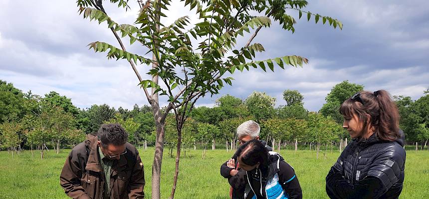 Menschen impfen Götterbaum
