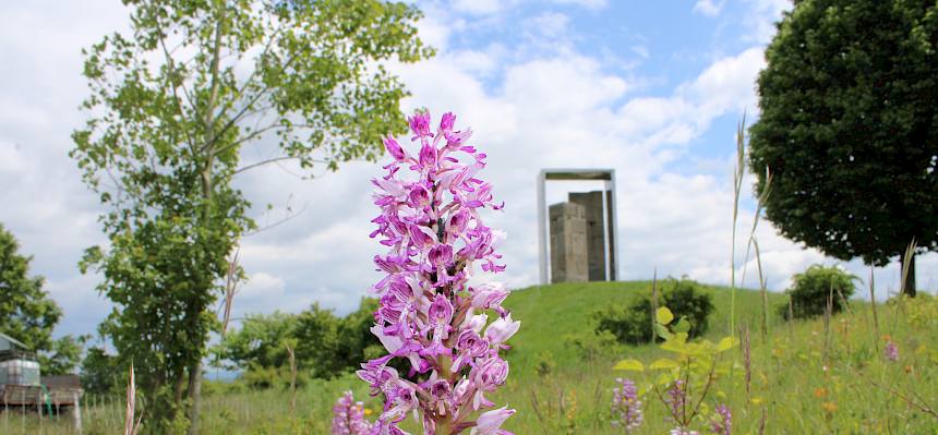 Helm-Knabenkraut (Orchis militaris)