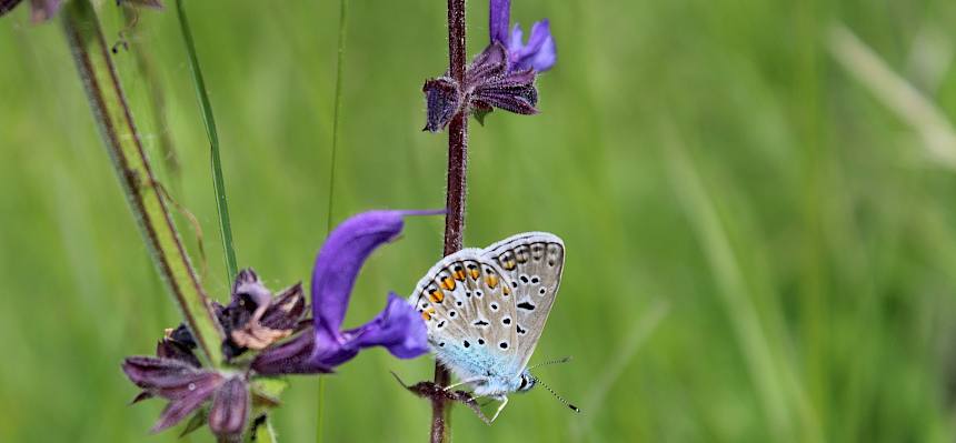 Hauhechel-Bläuling (Polyommatus icarus)