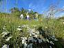 Ein Blütenmeer voll Schopf-Milchstern (Ornithogalum pannonicum) auf den Trockenrasen in Bad Vöslau. © LPV/A. Mrkvicka Blüten und Menschen