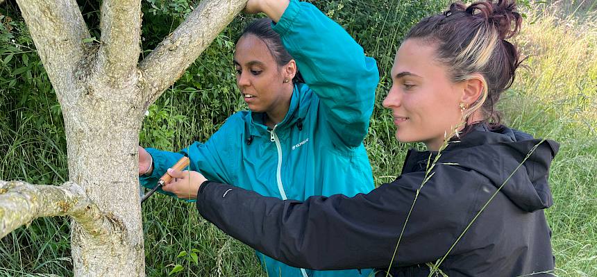 Frauen impfen Bäume