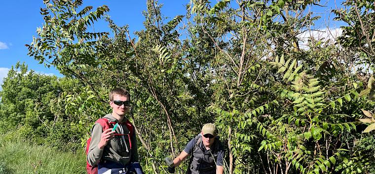 Heute wurde gegen die Ausbreitung des invasiven Götterbaums Ailanthus altissima) vorgegangen. © LPV/A. Mrkvicka Männer bei Götterbäumen (Ailanthus altissima)