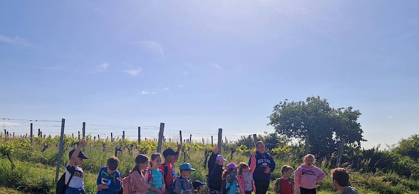 Klasse wandert durch Weinbaulandschaft