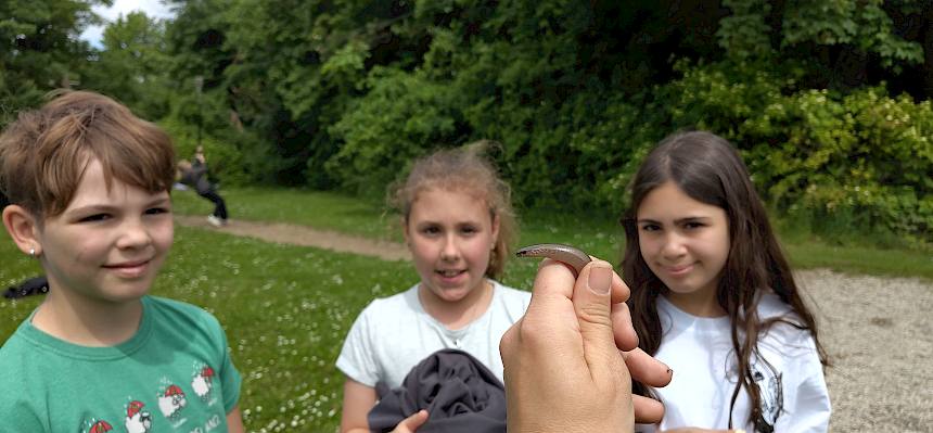 Blindschleiche in einer Hand