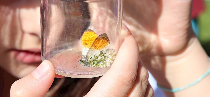 Schmetterling in Becherlupe