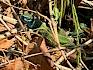 Zwischen Laub und alten Ästen lässt sich die große Smaragdeidechse (Lacerta viridis) geschützt Sonnen. © VSGainfarn/A. Artner Smaragdeidechse