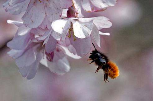 genörnte Mauerbiene