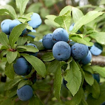 Schlehdorn © LPV/I. Drozdowski Schlehdorn