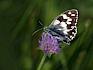 Es ist eindeutig, warum dieser Falter Schachbrett (Melanargia galathea) heißt. © Peter Stöckl Schachbrett
