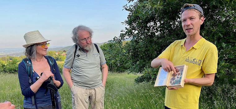 Eichengallen entstehen durch Gallwespen, die chemische Stoffe in die Eiche injizieren. So bilden sich die Gallen, in denen die Larve der Gallwespe heranwächst. © Peter Stöckl Mann zeigt Eichengallen