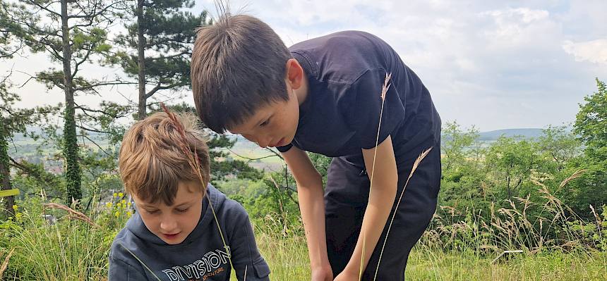 Kinder suchen Insekten