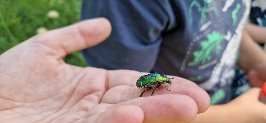 Rosenkäfer in einer Hand