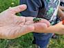 Ein Rosenkäfer ließ sich aus nächster Nähe betrachten. © LPV/B. Sabek Rosenkäfer in einer Hand