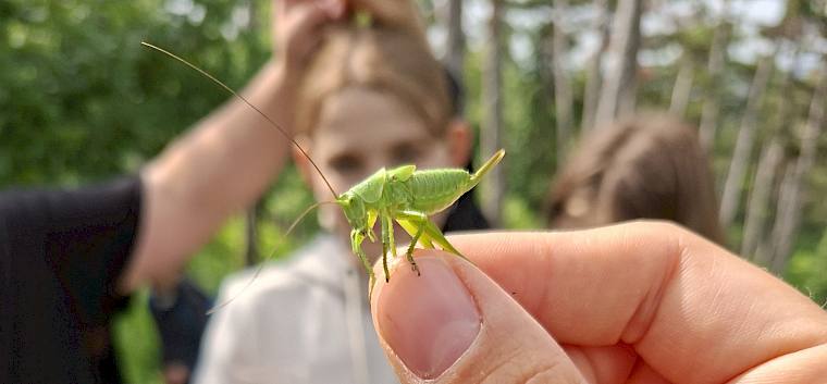 Das Grüne Heupferd (Tettigonia viridissima) konnte heute aus nächster Nähe betrachtet werden. © LPV/J. Rehrmbacher Grünes Heupferdchen