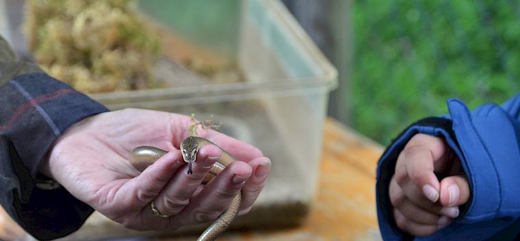 Die Blindschleiche war ein Highlight beim Stand der Umweltspürnasen. © LPV/F. Litzelmann Blindschleiche