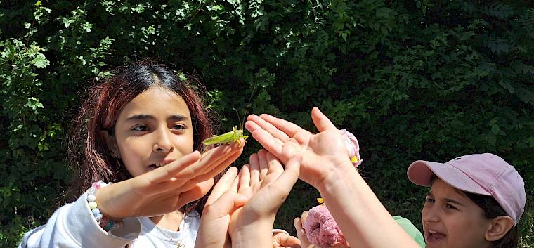 Das Grüne Heupferd (Tettigonia viridissima) ist ein echter Hingucker. © LPV/A. Haselmair KInder mit Großen Heupferd