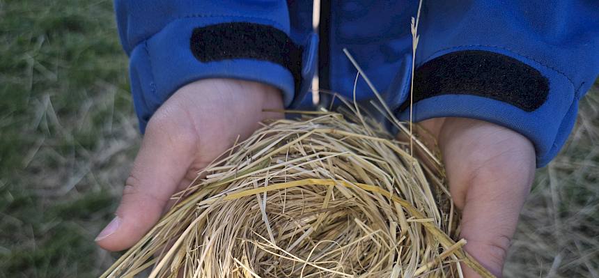 Nest aus Heu