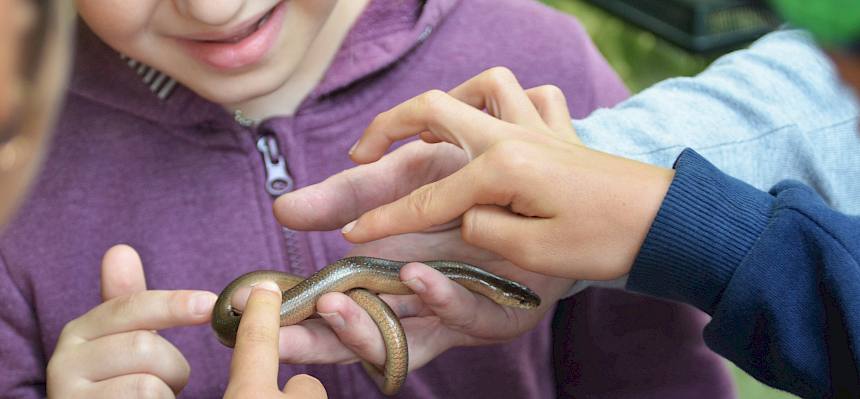 Kinder mit Blindschleiche