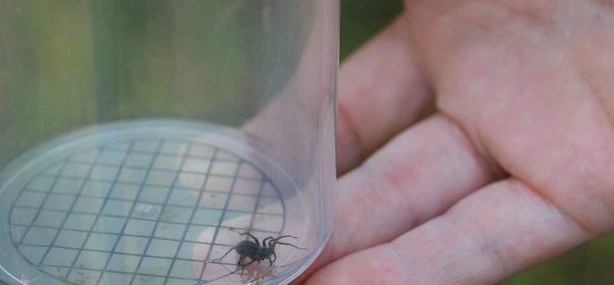 Spinne in Becherlupe