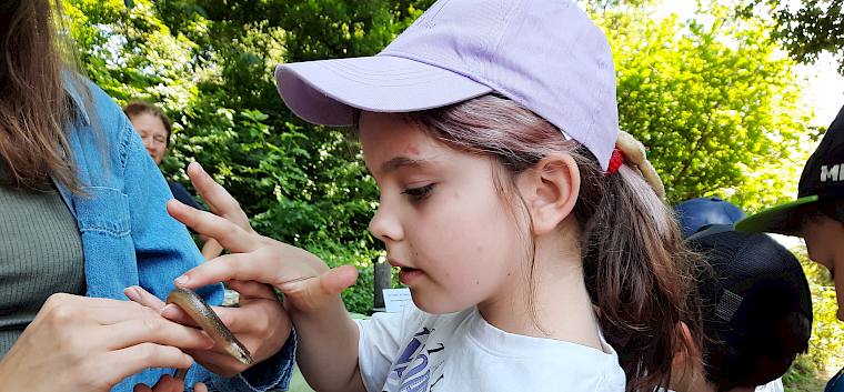 Auf Tuchfühlung mit einer Blindschleiche (Anguis fragilis) beim Stand der Umweltspürnasen. © LPV/S. Leischner Kind berührt Blindschleiche