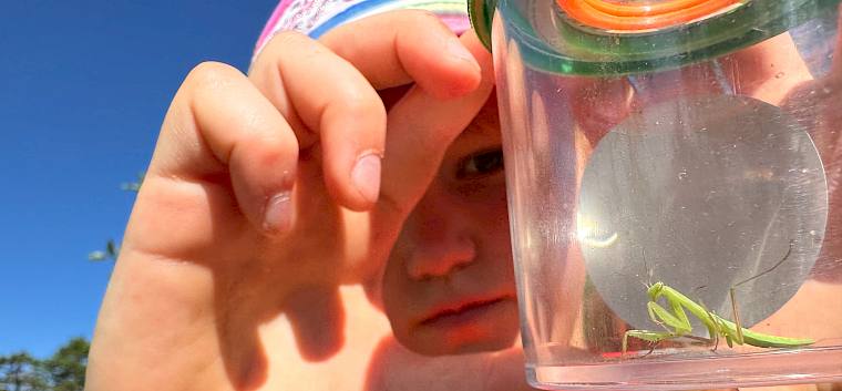 Hier wurde eine Gottesanbeterin (Mantis religiosa) entdeckt. © LPV/E. Weisz-Emesz Gottesanbeterin in Becherlupe