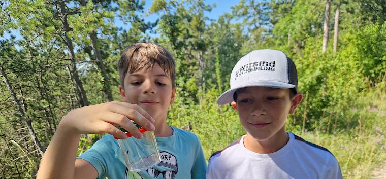 Ausgerüstet mit Becherlupen ging es auf die Suche nach Insekten und Spinnen. © LPV/B. Sabek Bei der Becherlupensuche.