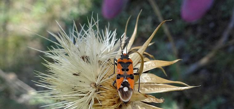 Die Überlebensstrategie der Ritterwanze (Lygaeus equestris) besteht darin, den Pflanzensaft der giftigen Pflanzen Frühlings-Adonis und Schwalbenwurz zu saugen. Dadurch wird die Wanze für ihre Fressfeinde selbst giftig, was sie durch ihre rote Warnfarbe signalisiert. © LPV/S. Leischner Ritterwanze auf Flockenblume