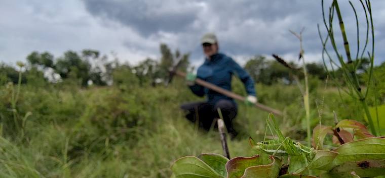 Bei der heutigen Pflegearbeit konnten viele spannende Insekten entdeckt werden, darunter diese Schiefkopfschrecke (Ruspolia). © LPV/J. Fischer Heuschreck mit Mensch beim Pflegen im Hintergrund