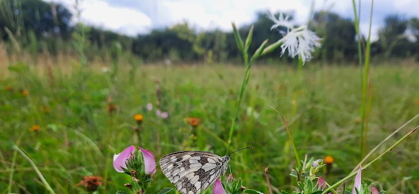Schmetterling auf Blume