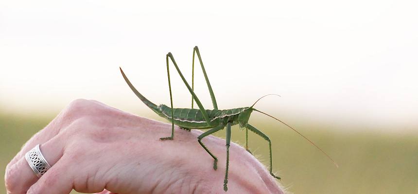 Große Sägeschrecke auf Hand