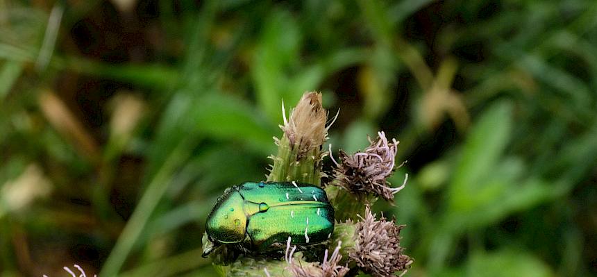 Rosenkäfer (Cetoniidae)