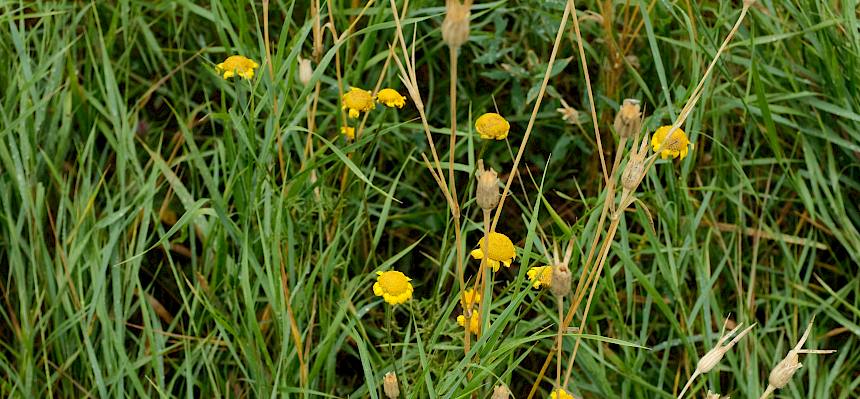 Färber-Hundskamille (Anthemis tinctoria)