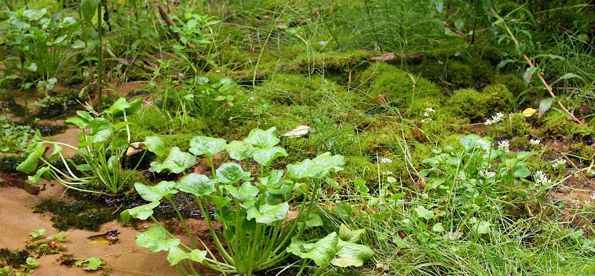 Polnischen Löffelkrauts (Cochlearia polonica)