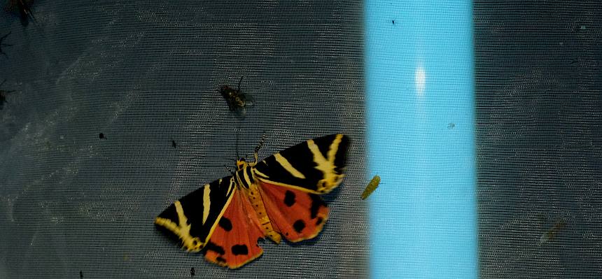 Schmetterling Russischer Bär