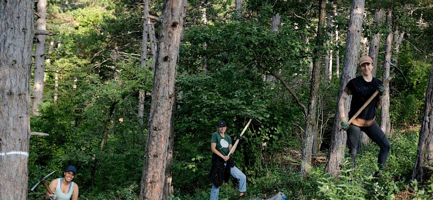 Menschen arbeiten im Wald