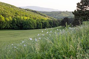 Wiesenlandschaft
