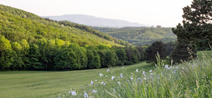 Wiesenlandschaft