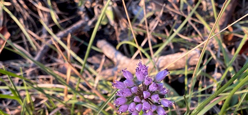 Berglauch (Allium lusitanicum)