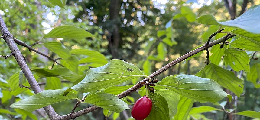 Dirndl oder Kornelkirsche
