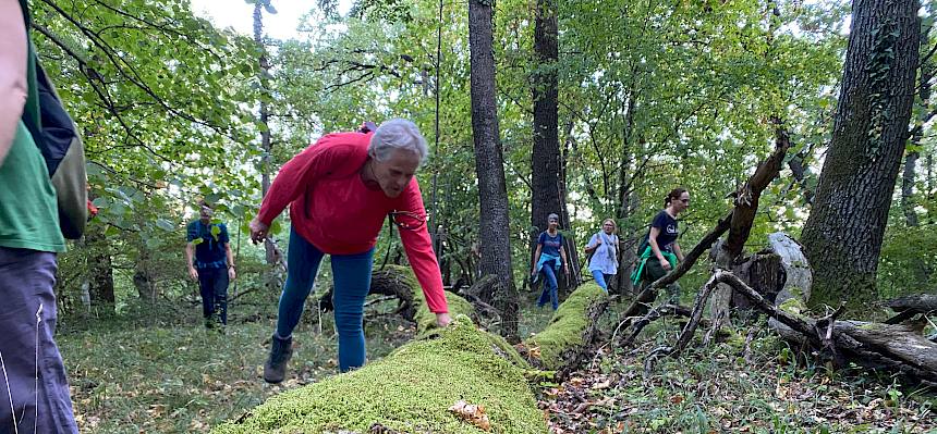 Totholz mit Moos überwachsen