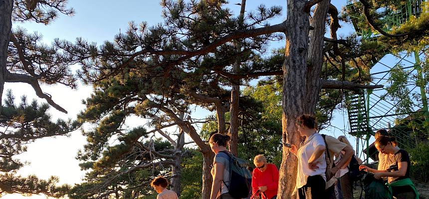 Teilnehmer:innen unter Föhren