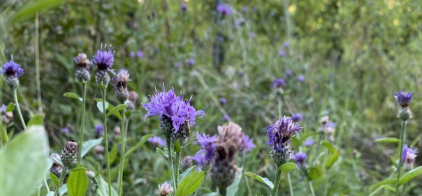 Schwärzliche Flockenblume