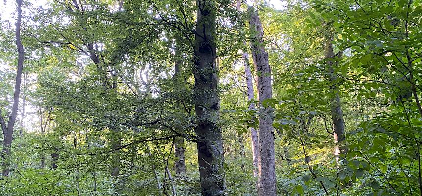 Stehendes und liegendes Tothholz