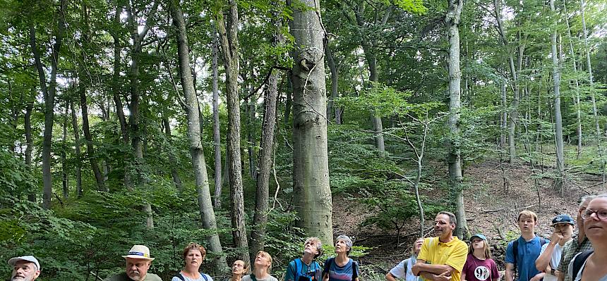 Führungsteilnehmer schauen sich Baumarten an